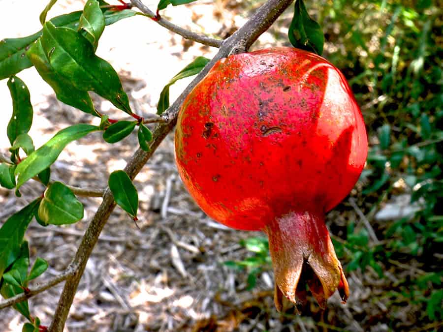 permaculture design austin