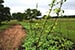 Permaculture Farm Thumbnail