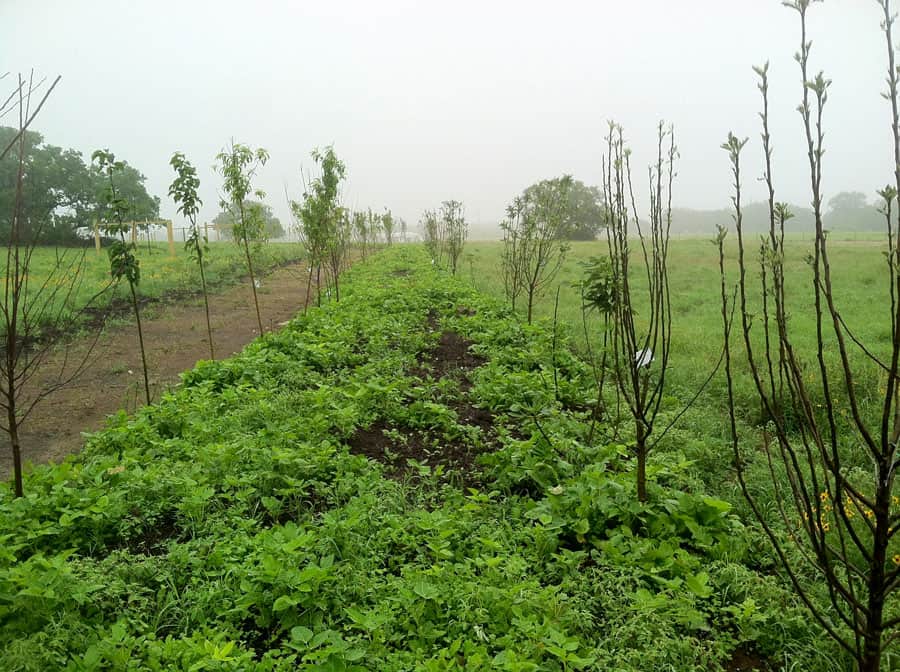 For-Profit Permaculture Farm