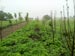 Permaculture Farm Thumbnail