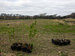 potted trees