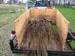 bare root trees in trailer