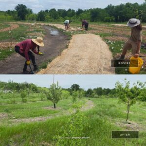 2 Acre Texas Permaculture Food Forest with Berms and Swales being cover cropped by our team