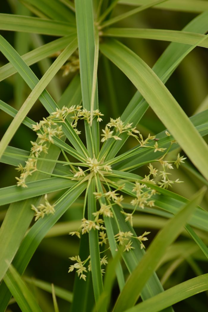 Seed head Geometric close up