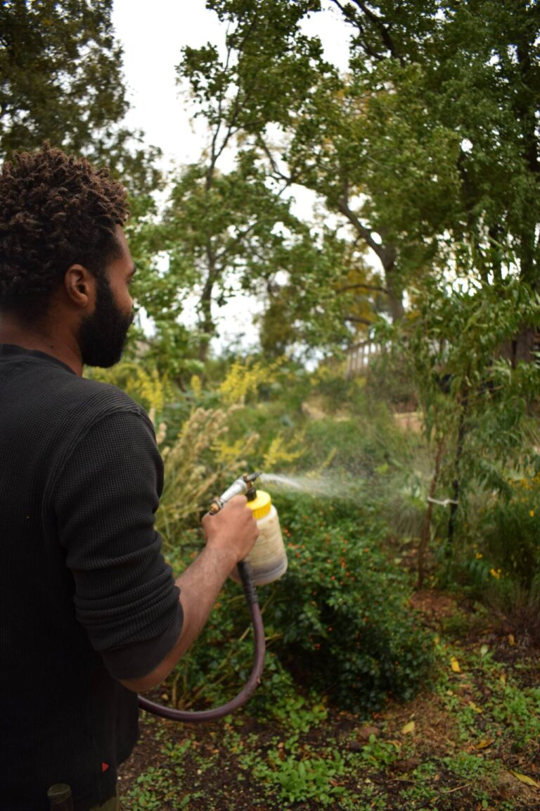 Chris applies EM1 to a 1 year old food forest in Bastrop, Texas