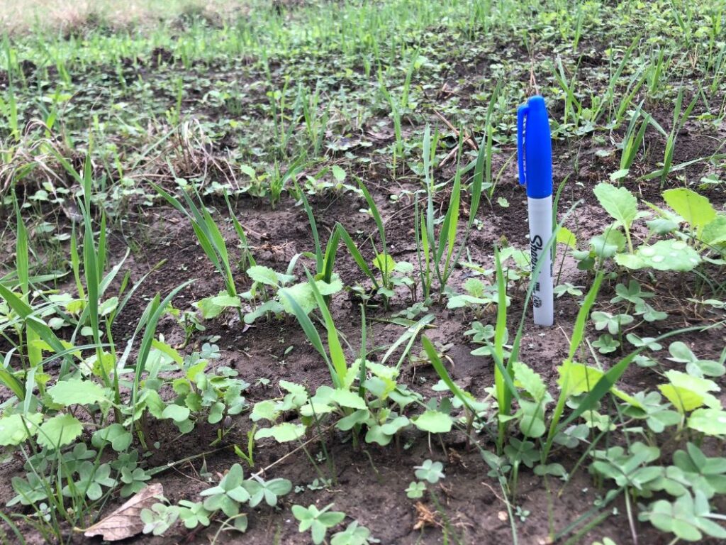 Seeds Sprouting in Texas Hill Country