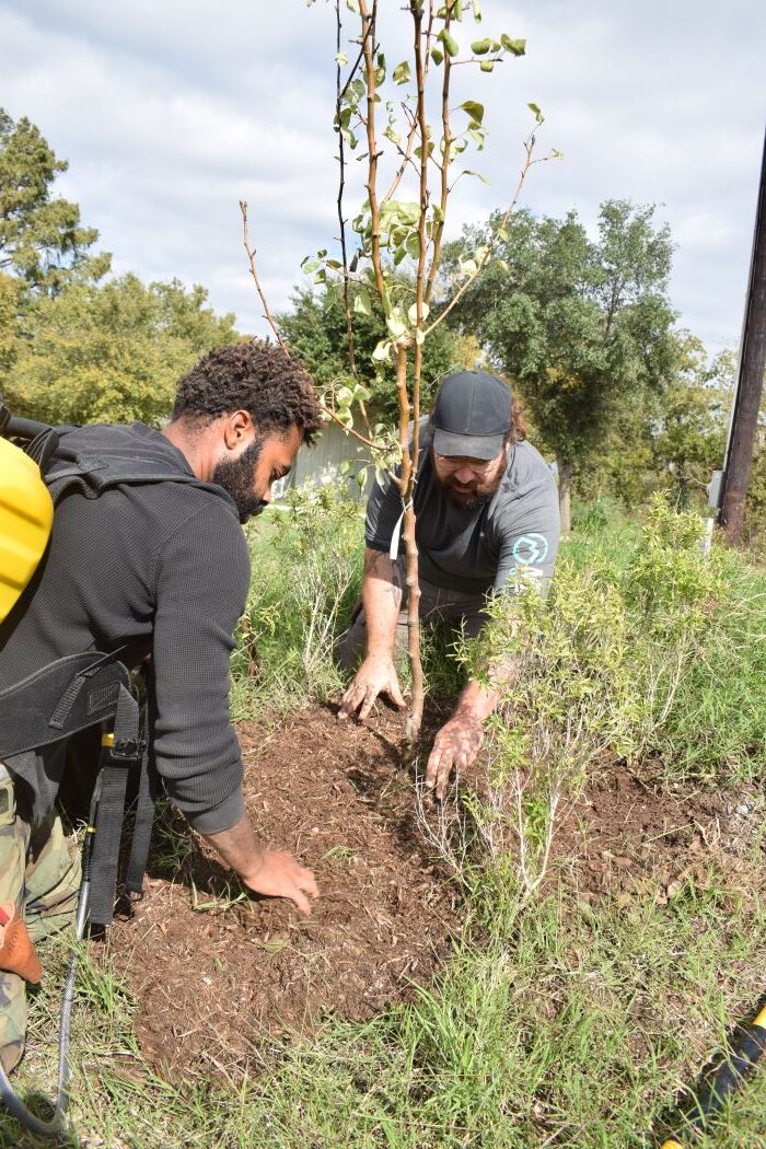 Ryan and Chris tending the soil around a fruit tree. Texas Permaculture