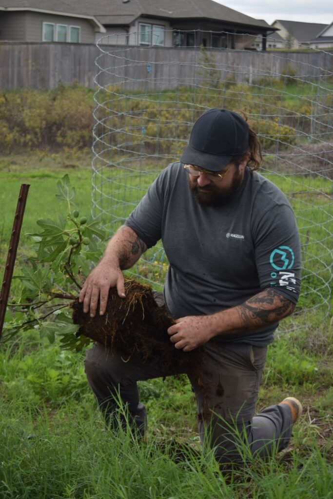 Ryan planting a fig tree, making sure to disturb the roots to encourage healthy establishment.