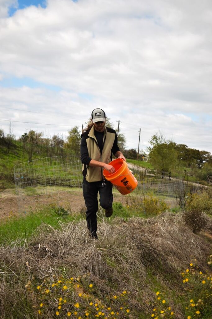 Spreading cover crop seeds by hand in a Texas permaculture food forest