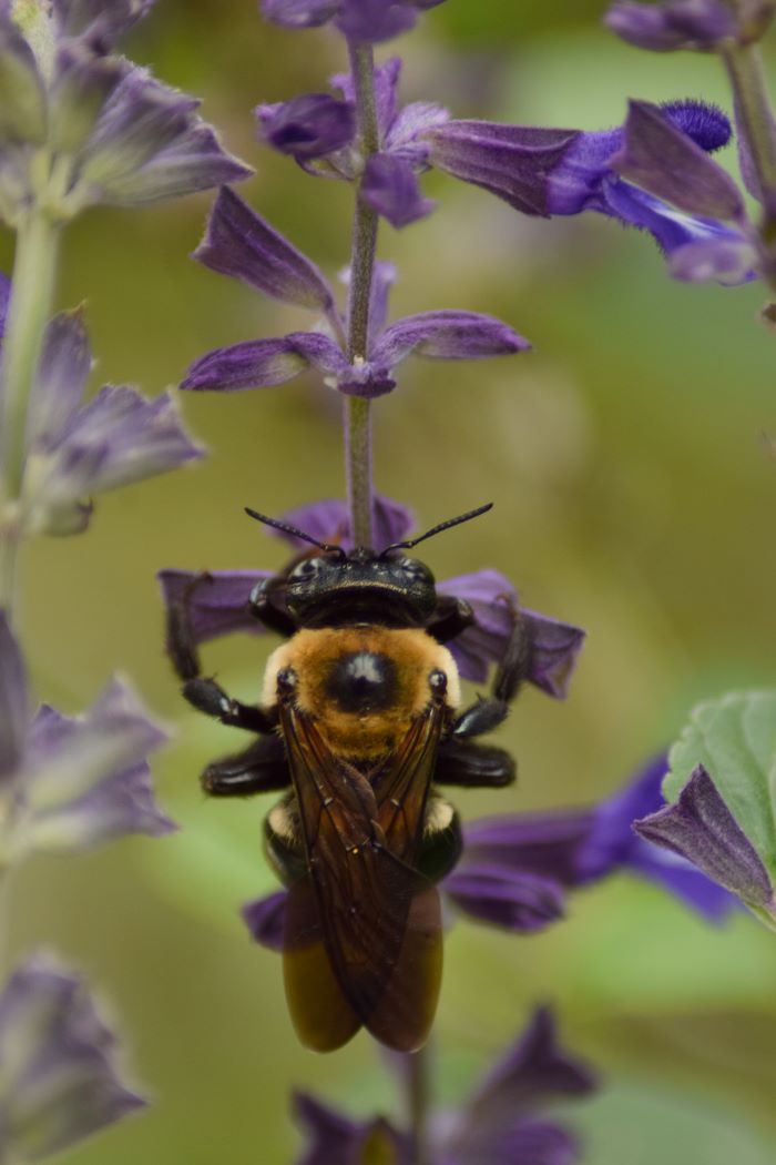 Native pollinator on native plants