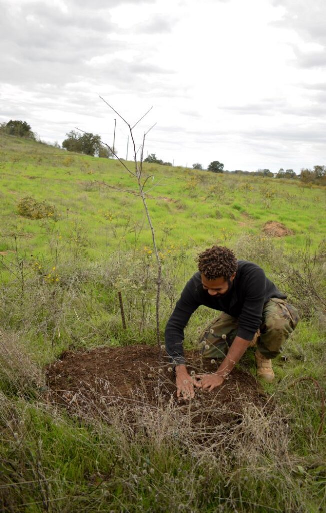 Planting a dormant fruit tree in a Texas permaculture garden/ food forest