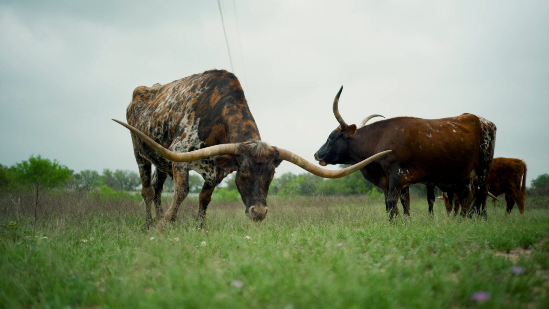 Cattle grazing in pasture managed with rotational grazing principles.