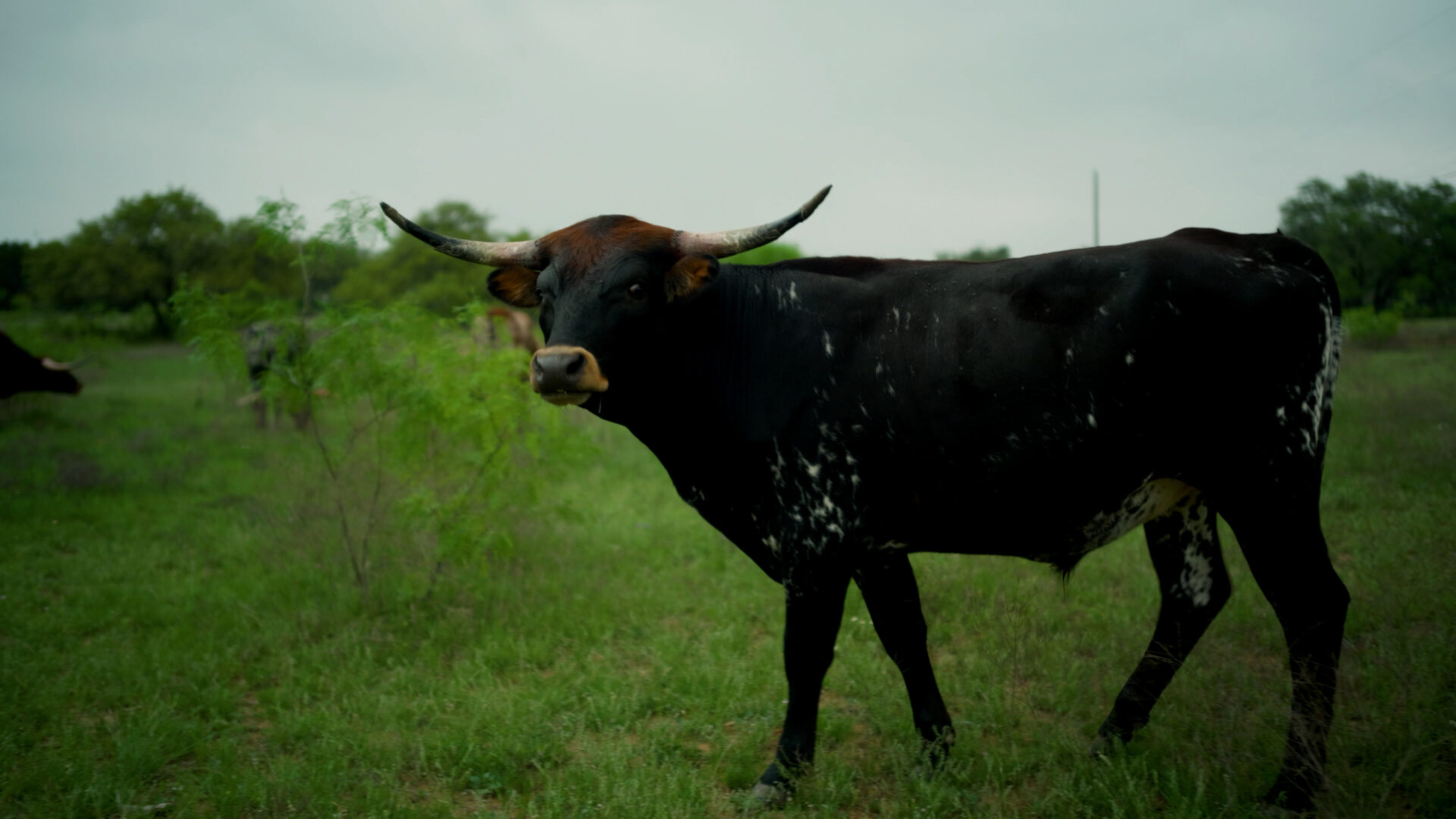 Cattle grazing in pasture managed with rotational grazing principles.