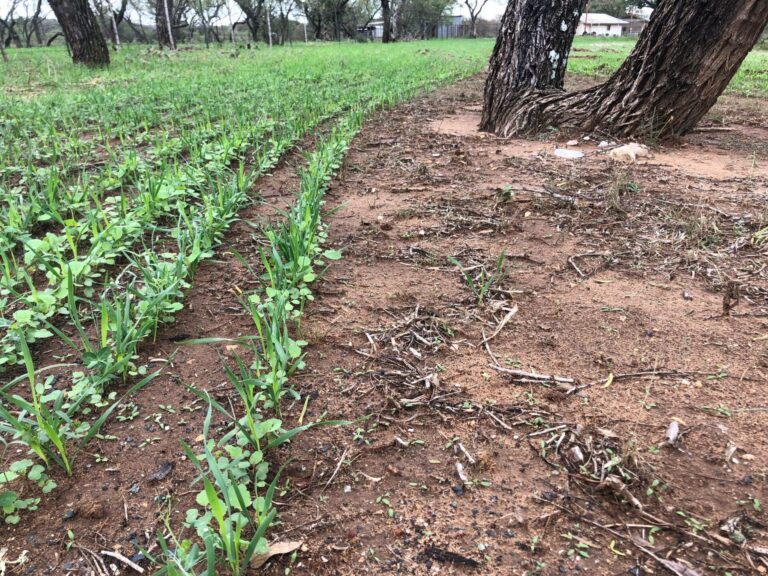 Cover crops coming up from bare ground