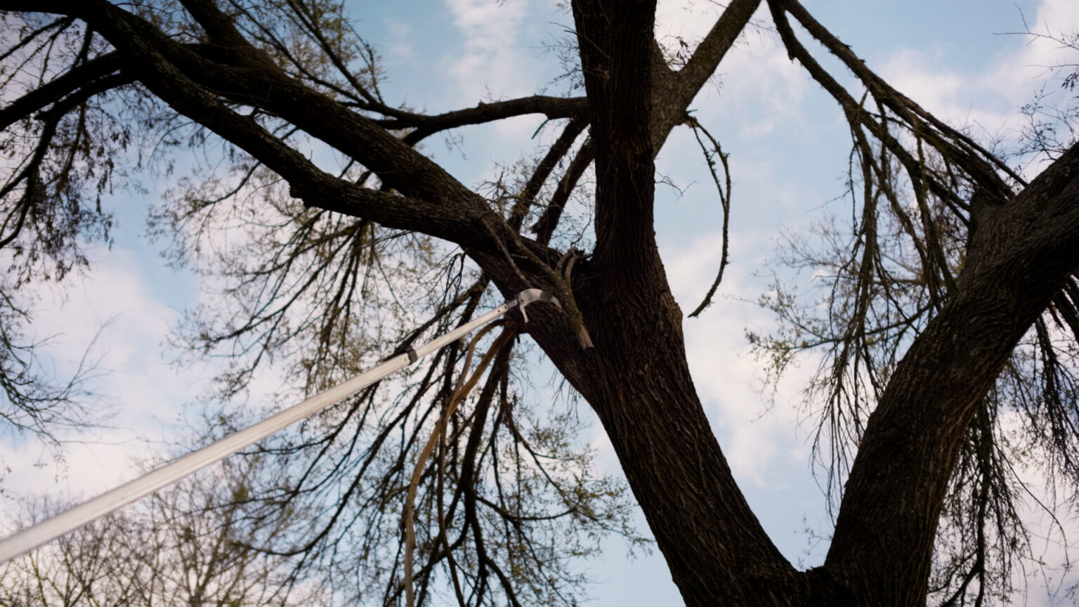 Removing dead and falled limbs and branches from the canopy