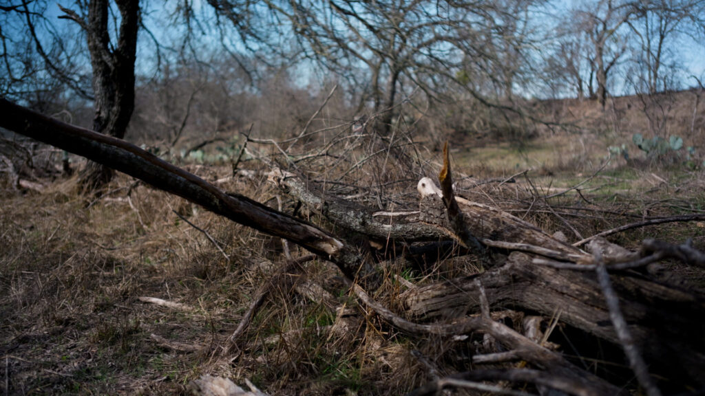 brush berm in ecoforestry