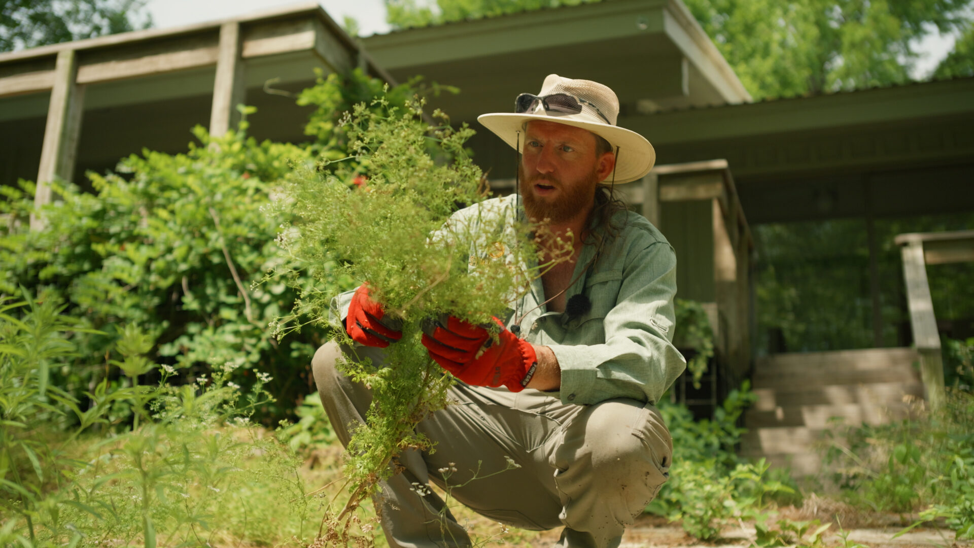 Team member holding a fresh wild cilantro plant growing in Central Texas.