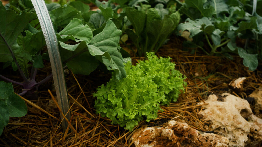 Winter vegetable garden in Central Texas showing kale, lettuce, and cabbage growing in raised beds with hoop frames