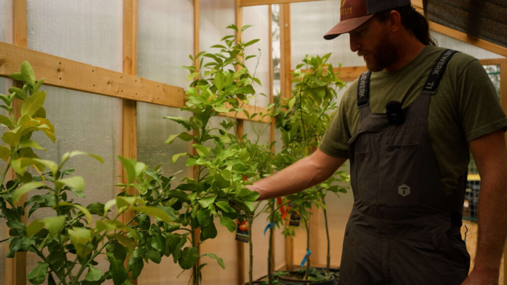 Gardener inspecting citrus trees inside a greenhouse during winter in Central Texas