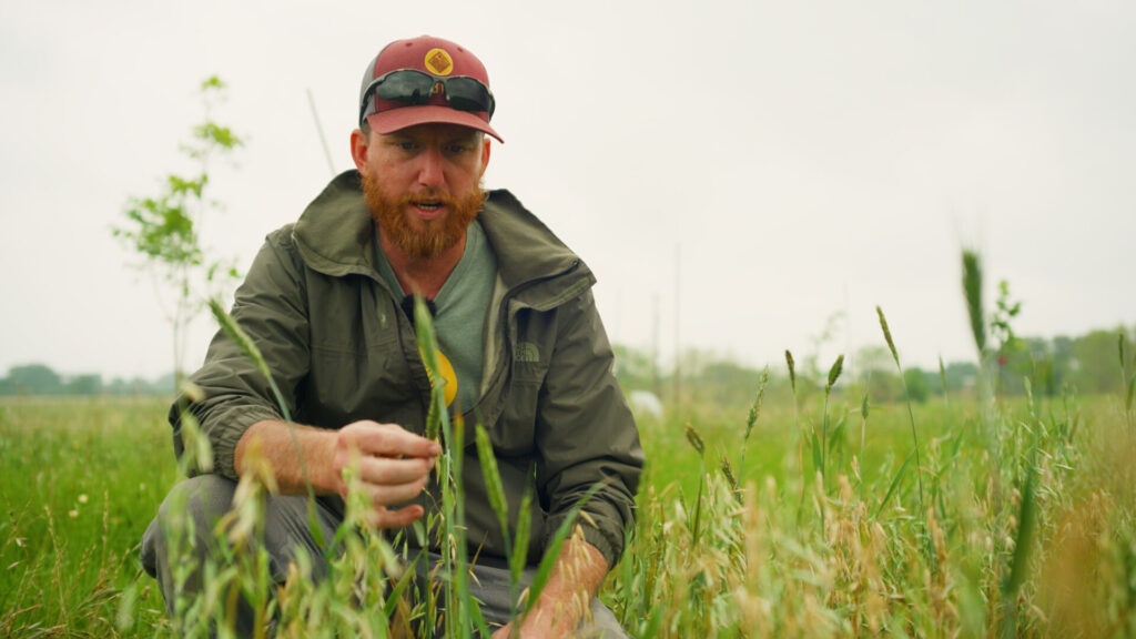 Land steward tending native grasses in a Central Texas landscape
