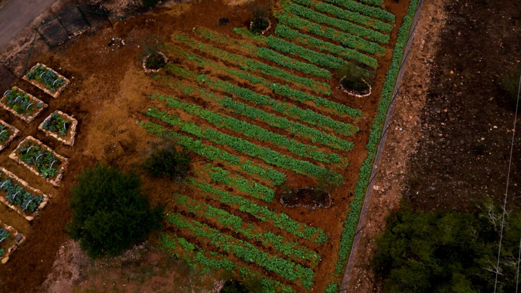 Aerial view of in ground winter vegetable rows growing successfully in Central Texas