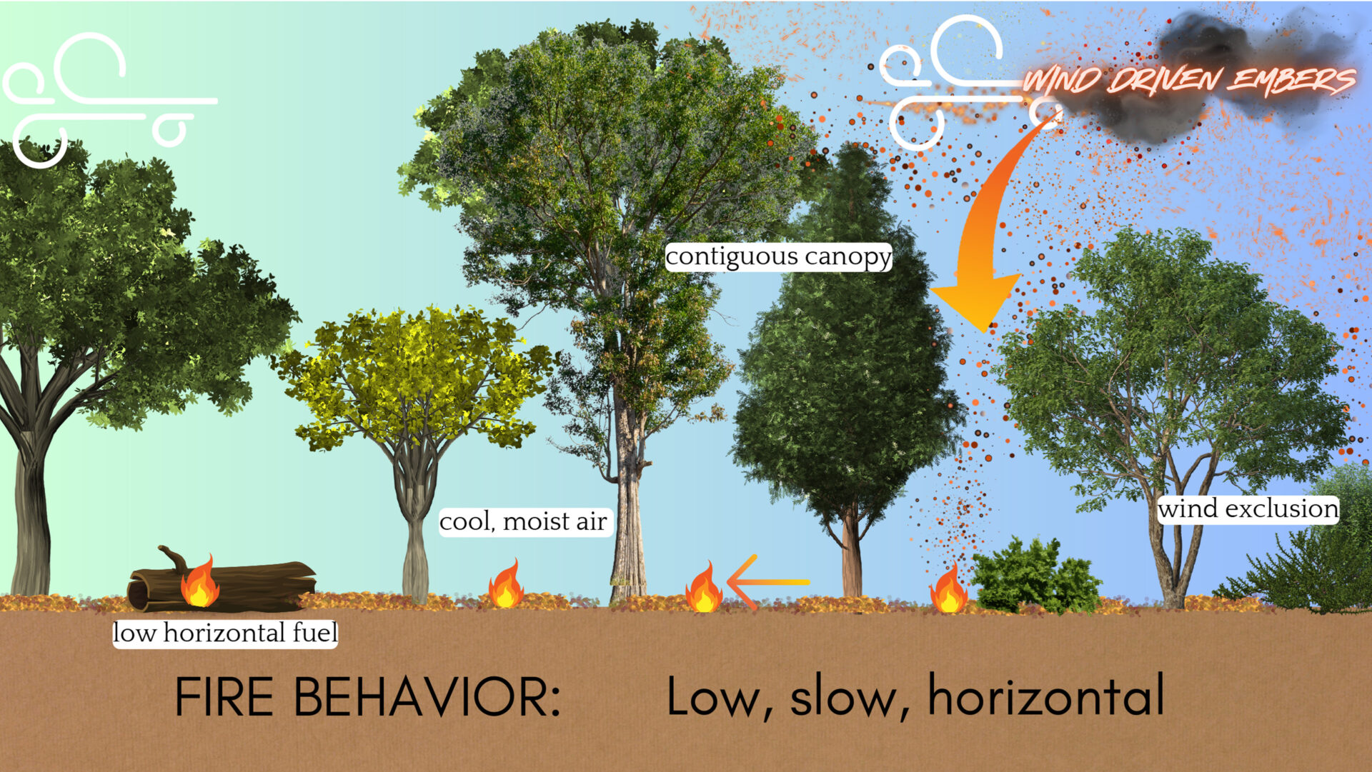 Diagram showing wildfire behavior on managed Central Texas land with low horizontal fuels, contiguous canopy, reduced ladder fuels, and slower ground-level fire spread.