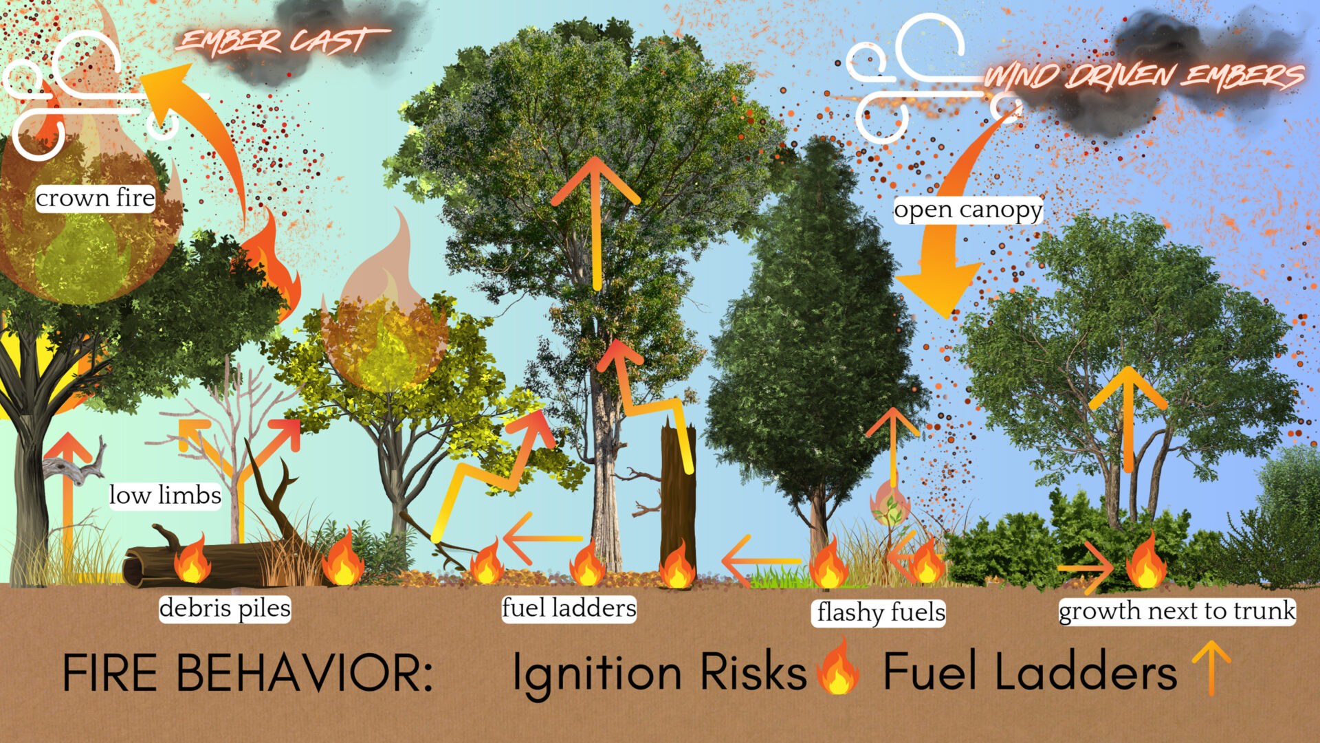 Diagram illustrating wildfire ignition risks on unmanaged Central Texas land, including fuel ladders, debris piles, crown fire potential, and wind-driven ember cast.