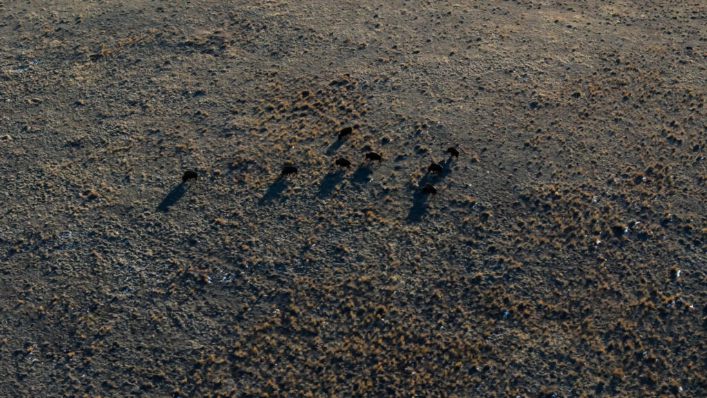 Large grazing animals moving across open grassland, illustrating historical grazing influence on ecosystems.