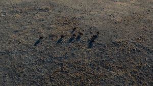 Large grazing animals moving across open grassland, illustrating historical grazing influence on ecosystems.