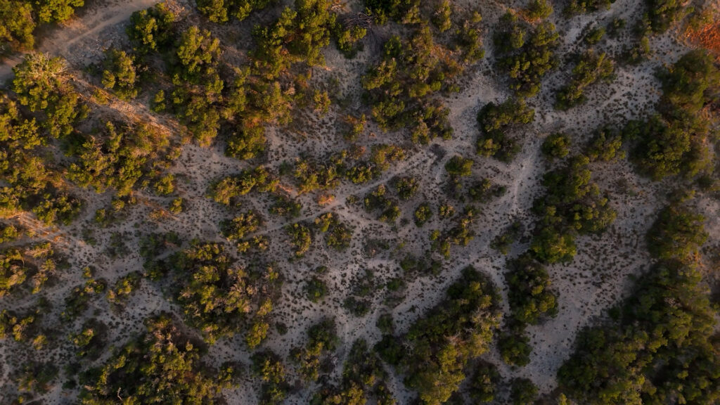 Dense Ashe juniper stand in the Texas Hill Country, often called a cedar brake.