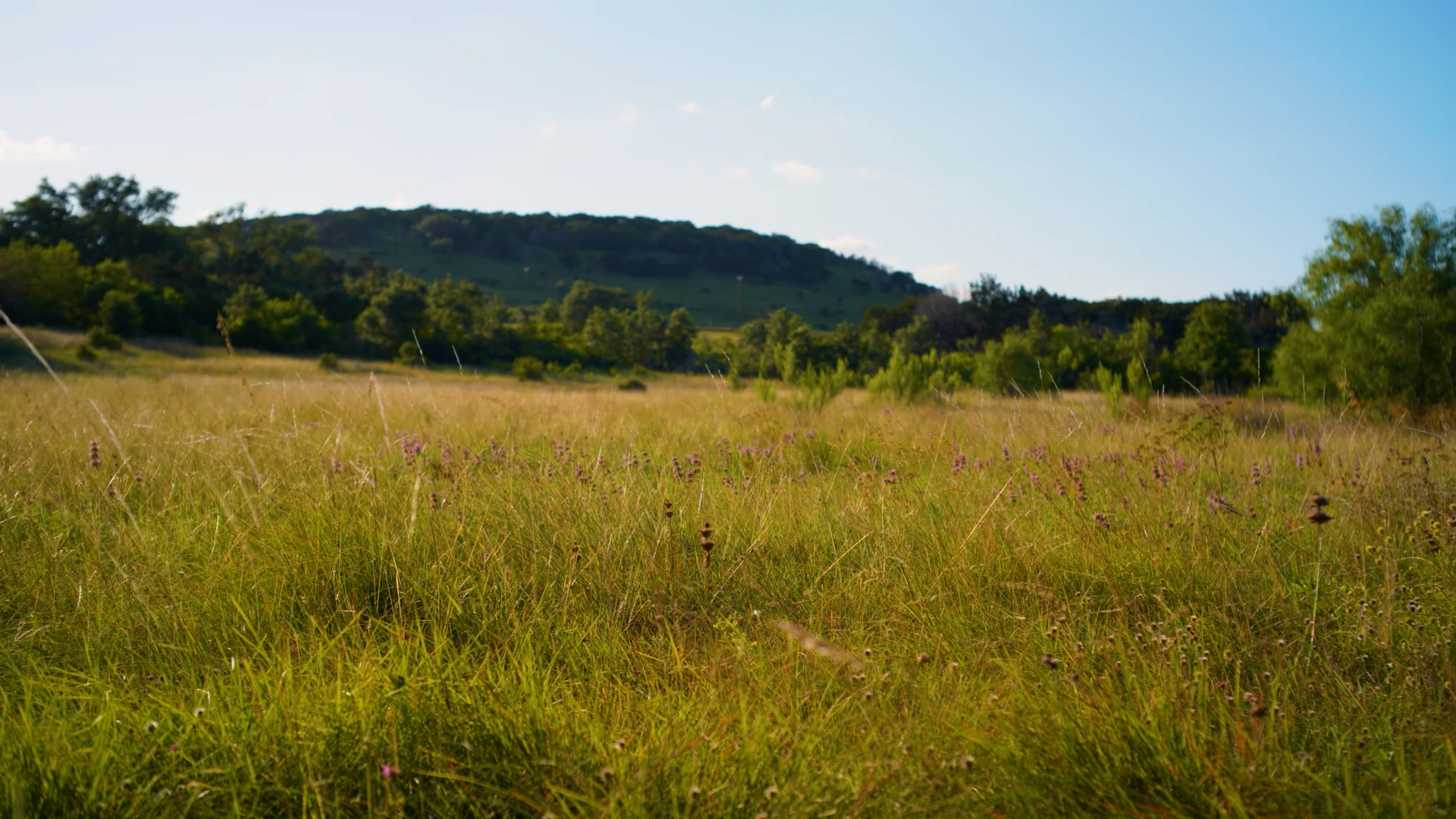 Native grassland in the Texas Hill Country with diverse grasses and open terrain.