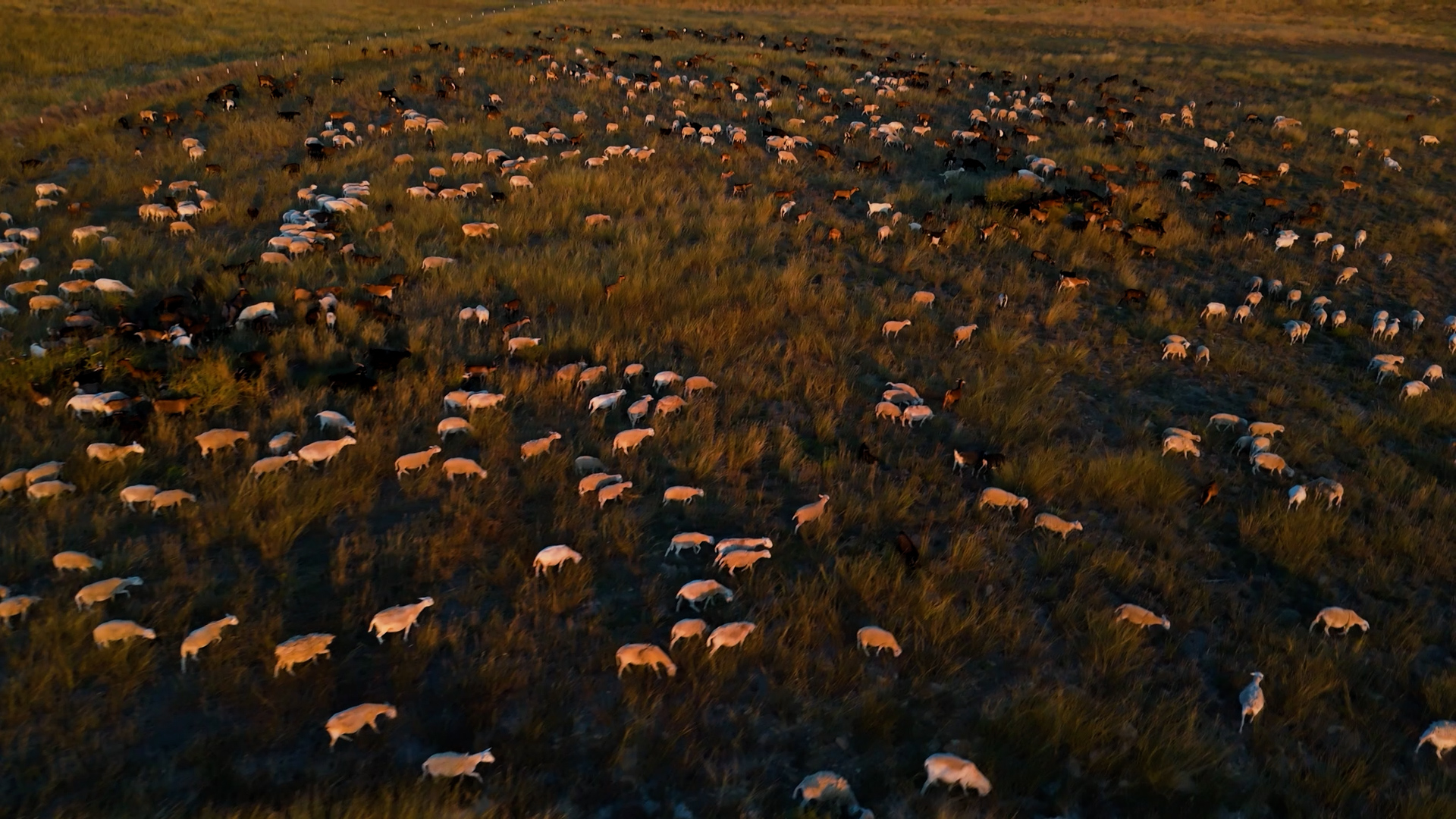 Livestock grazing across a managed pasture, showing modern land use in a grassland ecosystem.