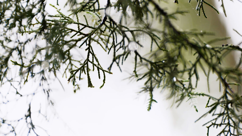 Ashe juniper branches in the Texas Hill Country after rainfall