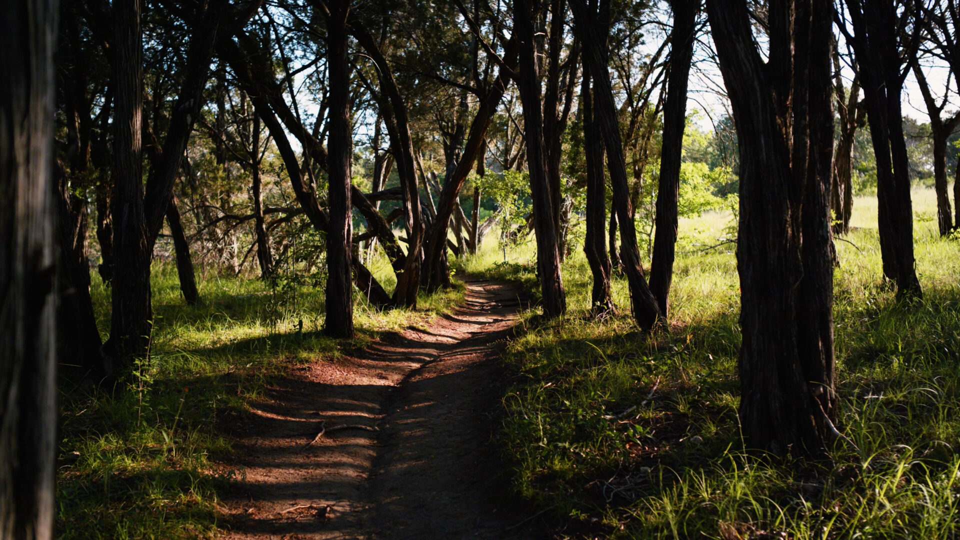 juniper-dominated terrain in the Texas Hill Country.