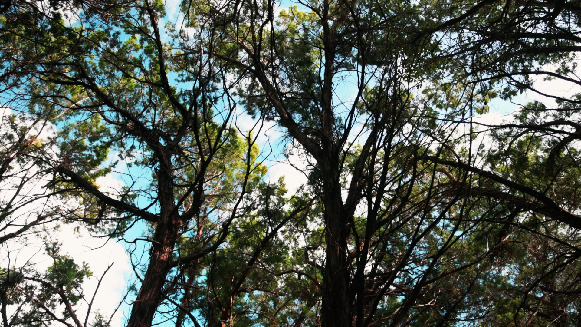 Looking up through an Ashe juniper canopy in the Texas Hill Country.