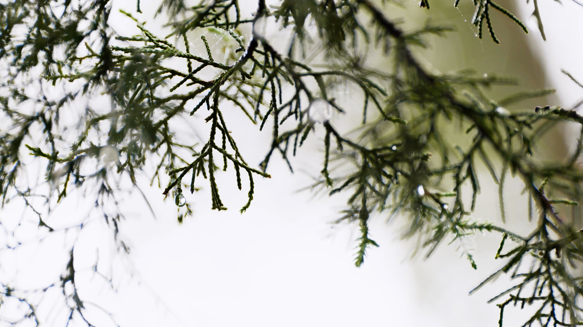 Ashe juniper branches in the Texas Hill Country after rainfall
