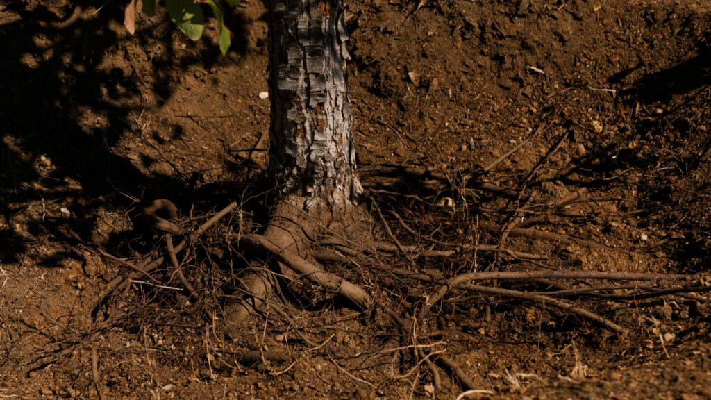 Exposed girdling roots wrapping around trunk of Central Texas landscape tree