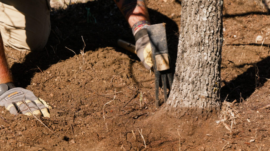 Gloved hands removing soil around tree root flare