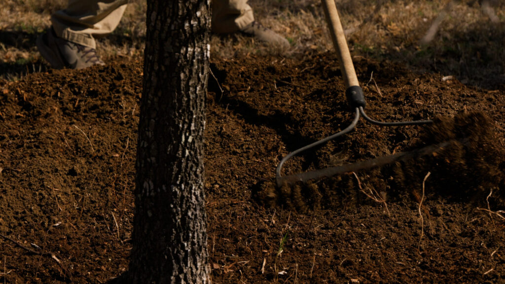 Using rake to carefully remove soil around tree trunk base