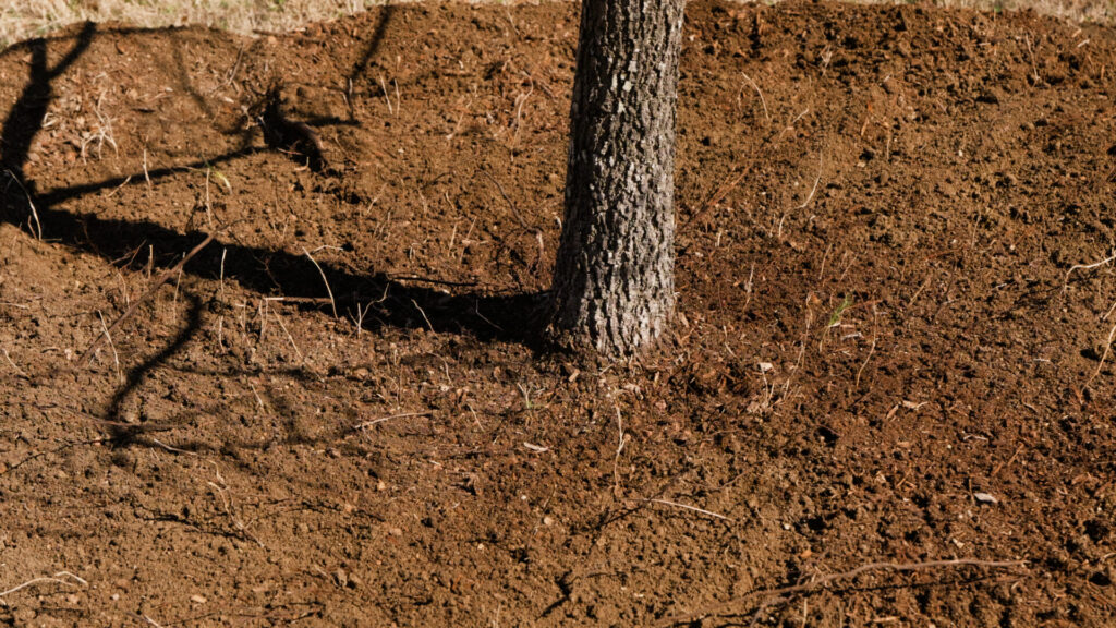 Tree with exposed root flare and mulch pulled back from trunk