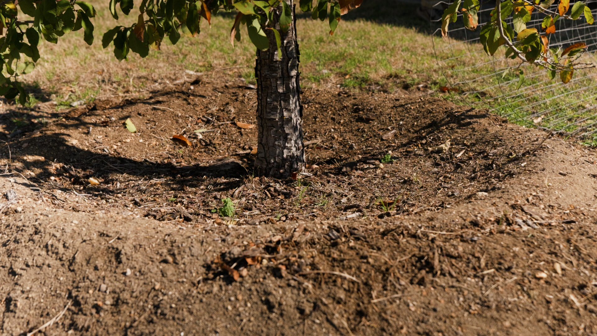 Tree trunk with soil covering root flare in Central Texas yard
