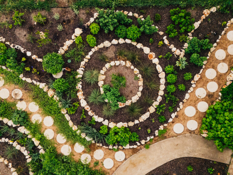 Close-up ground-level view of a Central Texas pollinator garden showing a young fruit tree at center surrounded by a limestone riprap ring, native grasses, flowering perennials, and dense groundcover planting in an Austin residential front yard
