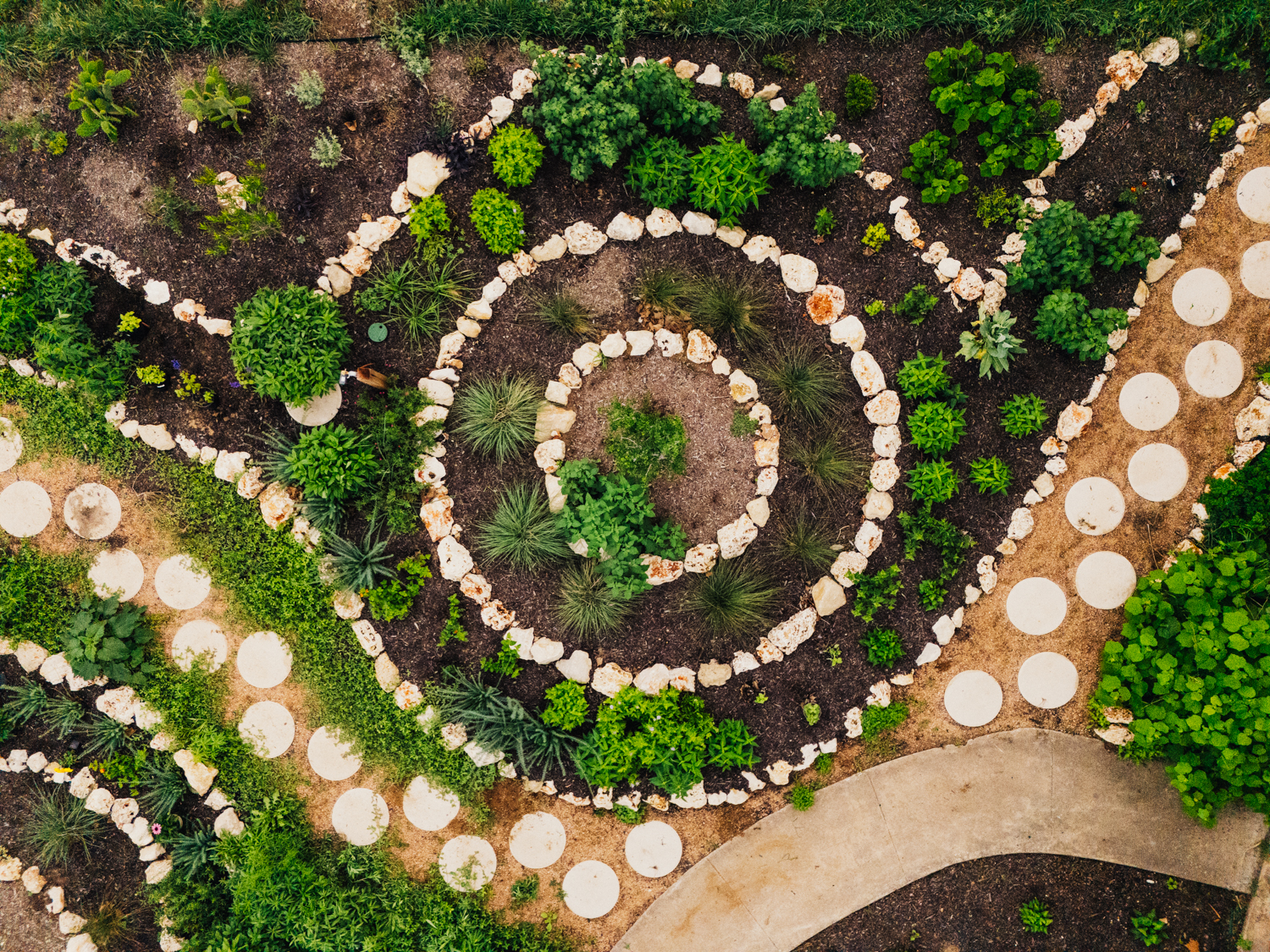 Close-up ground-level view of a Central Texas pollinator garden showing a young fruit tree at center surrounded by a limestone riprap ring, native grasses, flowering perennials, and dense groundcover planting in an Austin residential front yard