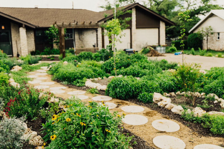 Curved decomposed granite pathway with circular stone pavers winding through a lush Austin front yard pollinator garden — black-eyed Susans and red salvias bloom along the path edge, young fruit trees are visible in the background, and the custom arbor with swing is seen in the distance near the house