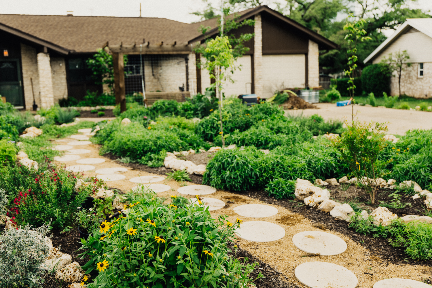 Curved decomposed granite pathway with circular stone pavers winding through a lush Austin front yard pollinator garden — black-eyed Susans and red salvias bloom along the path edge, young fruit trees are visible in the background, and the custom arbor with swing is seen in the distance near the house