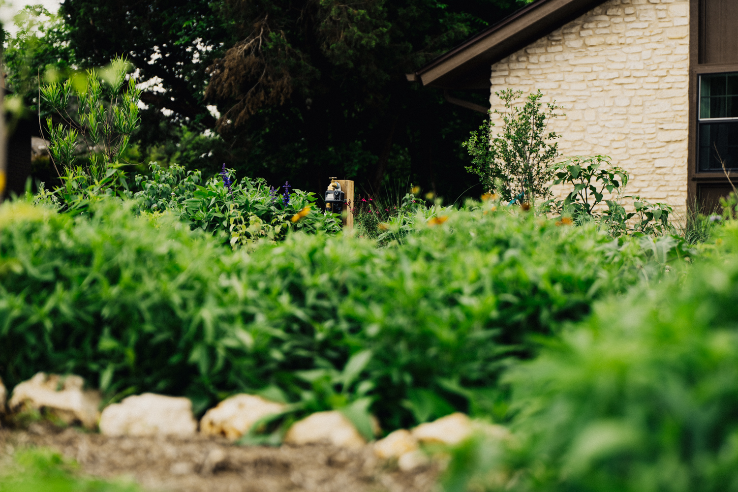 Limestone riprap-bordered planting ring in an Austin pollinator garden showing a young fruit tree surrounded by native grasses and flowering groundcover, with a hose-end drip irrigation timer mounted on a wooden post at center — drip lines buried beneath the mulch layer supply water directly to the root zone
