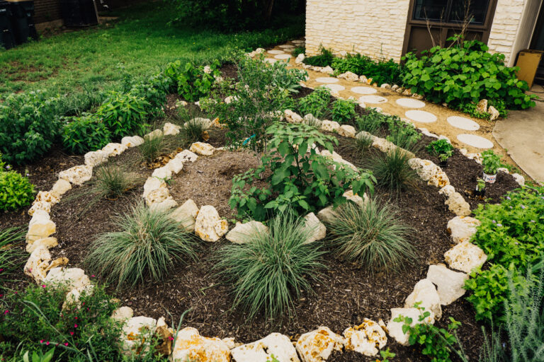 Ground-level view of a Central Texas front yard pollinator garden showing a circular limestone riprap planting ring with native muhly grasses and a young fruit tree at center, surrounded by herbs, perennials, and frogfruit groundcover, with the circular DG pathway and additional planting beds extending into the background