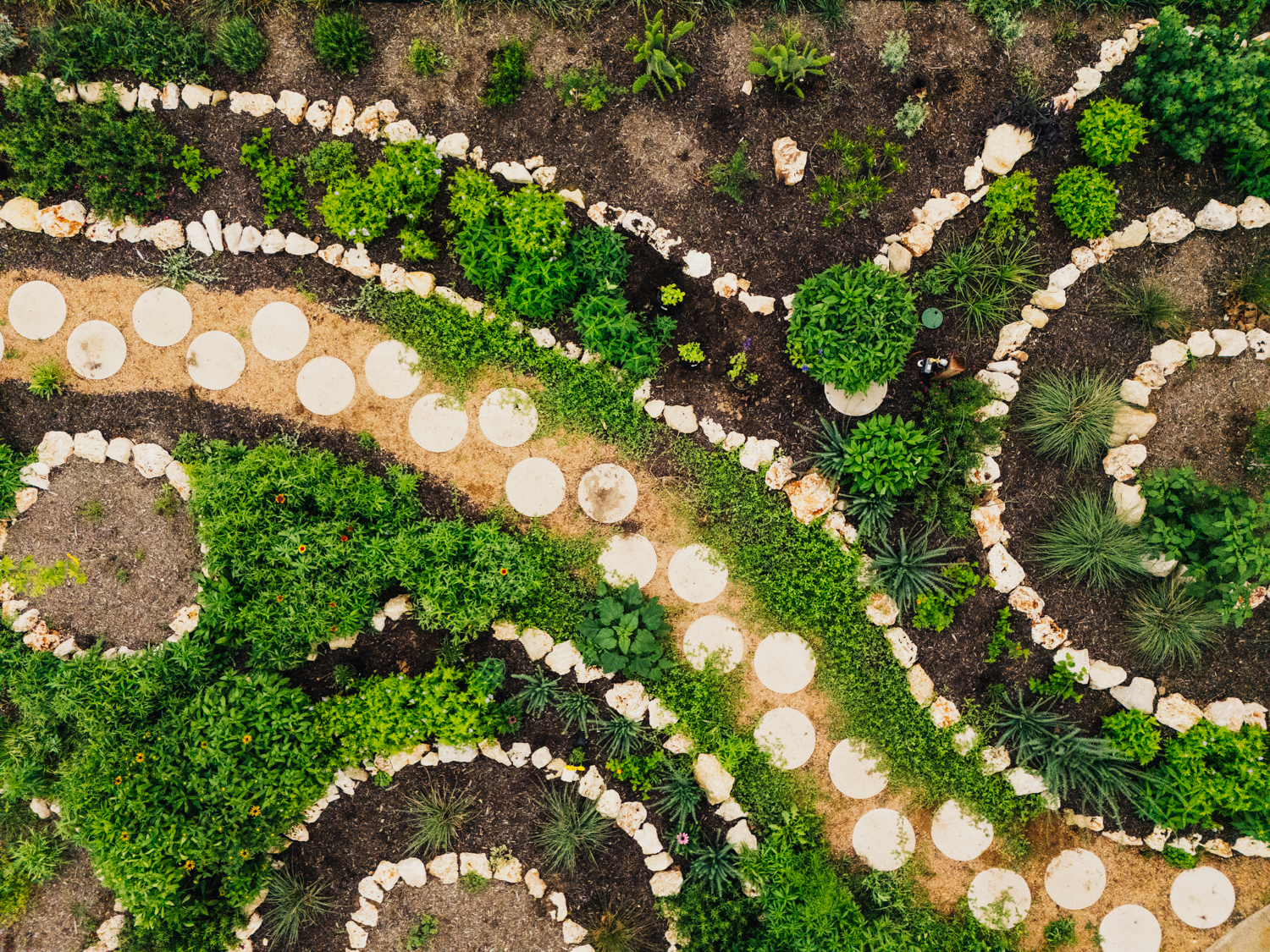 Ground-level view through a dense Central Texas native pollinator garden showing lush frogfruit groundcover in the foreground, salvias and yellow flowering perennials in mid-ground, and a hose-end timer on a wooden post visible among the plantings against a limestone residential home
