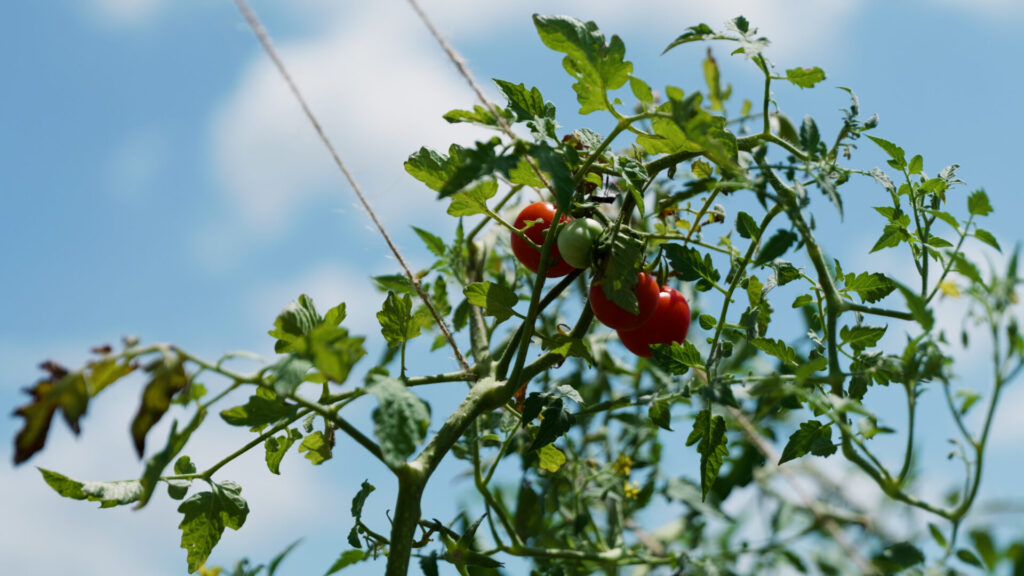 Ripe tomatoes growing on a staked vine in a home vegetable garden