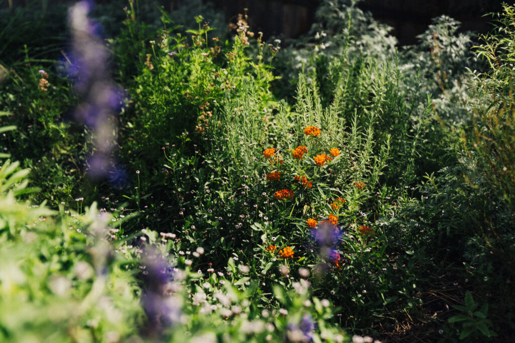 Native perennial garden bed with milkweed and salvia growing in healthy, established soil
